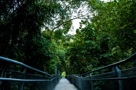 Greenery, Scape, Singapore