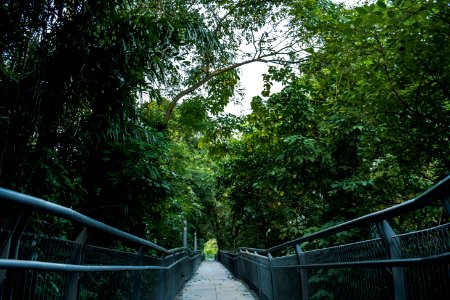 Greenery, Scape, Singapore photo