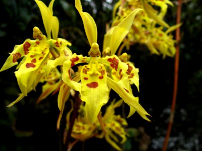 Papallacta, Ecuador, Orchid photo