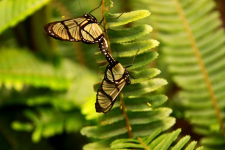 Mindo valley, Ecuador, Mating