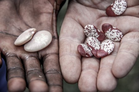 Ethiopia, Beans photo