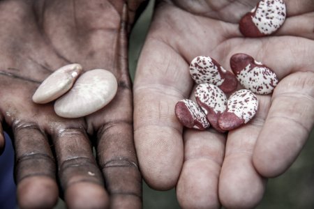 Ethiopia, Beans