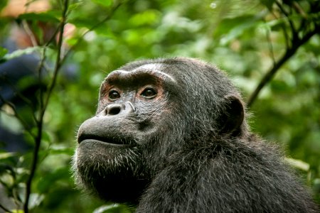 Kibale, Rainforest, Forest