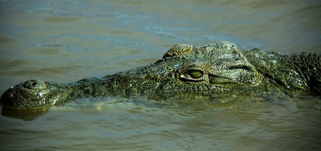 Ethiopia, Chamo lake, Crocodile photo