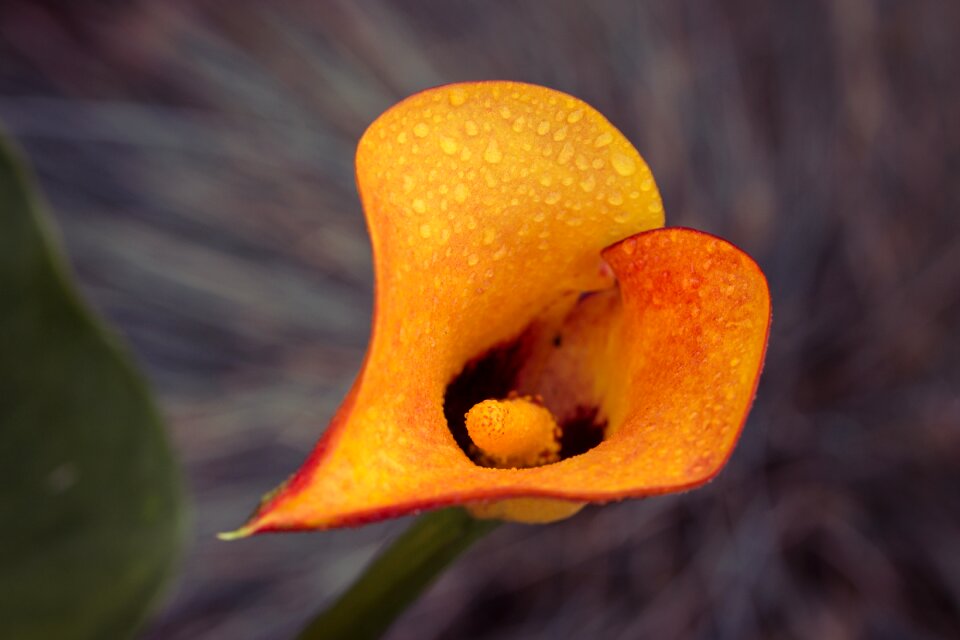 Blossom bloom plant