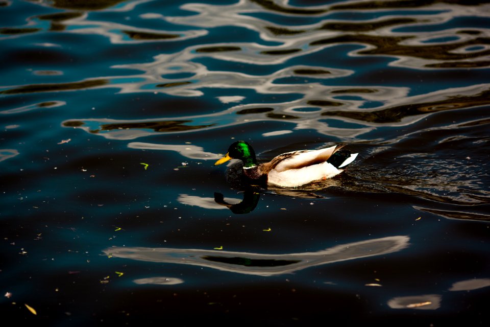 white and black duck on water