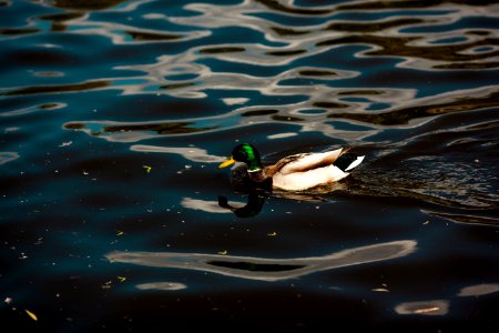 white and black duck on water photo