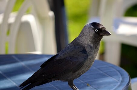 Corvus monedula spring table