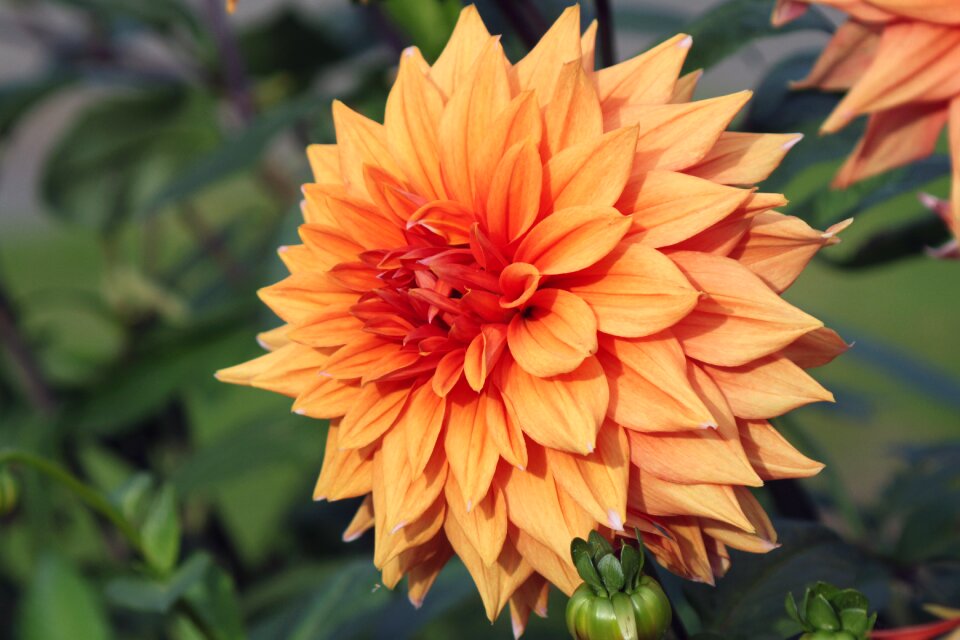 Beautiful flowers nature bloom