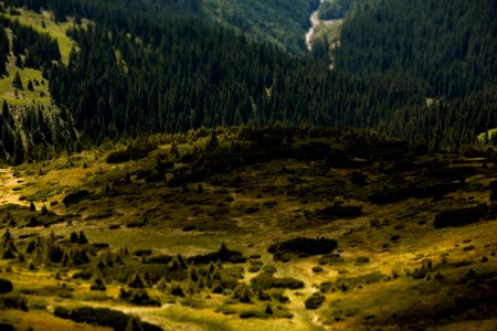 Carpathian mountains, Nature, Field