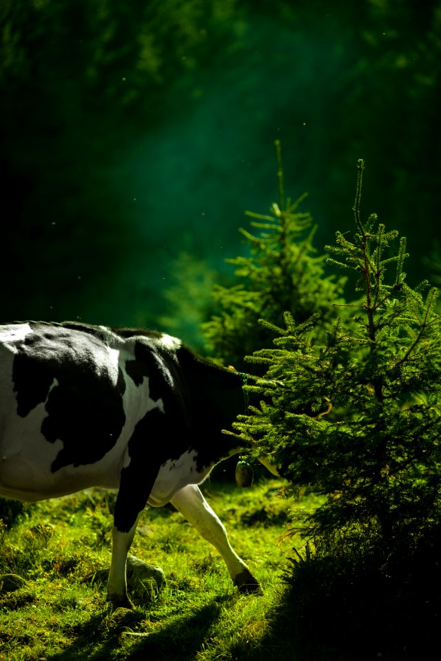 white and black cow hiding on green leaf tree during daytime