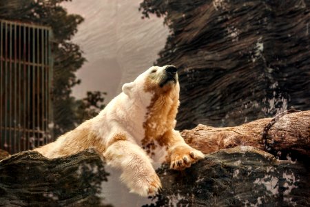 polar bear lying on brown rock photo
