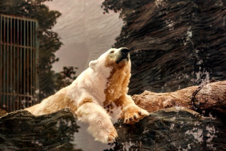 polar bear lying on brown rock