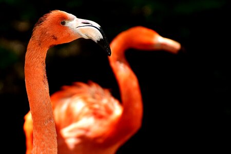 Bird colorful tierpark hellabrunn photo