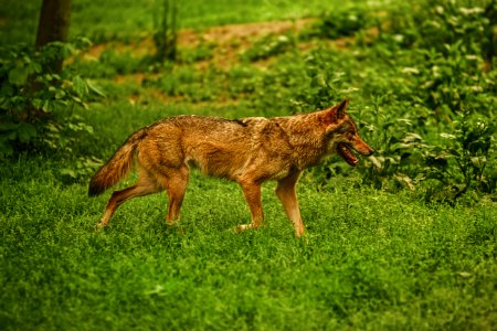 adult brown dog on green grass photo