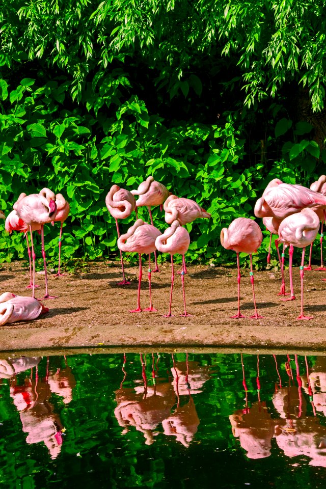 pink flamingos on body of water