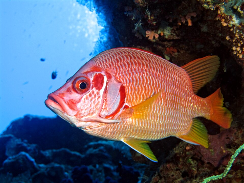 Fish underwater nature