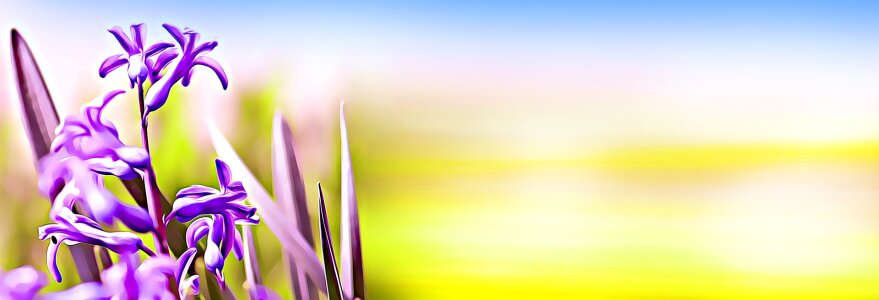 Plant flower purple