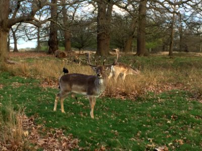 Richmond park, Richmond, United kingdom photo