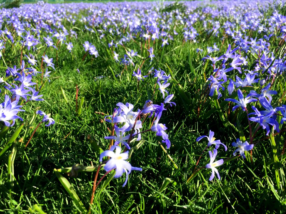 Royal botanic gardens, Kew, Richmond
