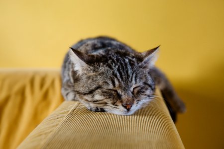 shallow focus photography of brown tabby kitten on couch photo