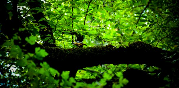 Iran, Gorgan, Wildlife
