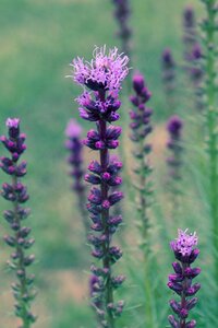 Flower plant bloom