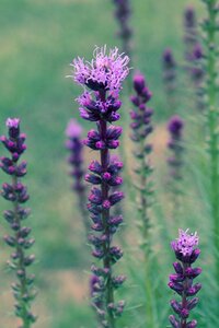 Flower plant bloom photo