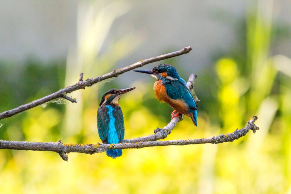 Female males branch