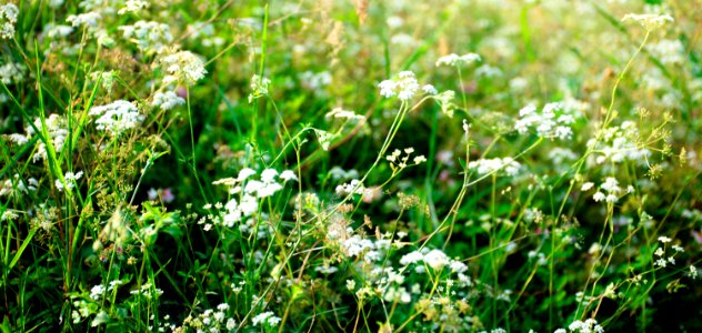 Flower, White