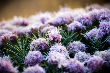 Quchan, Iran, Flower