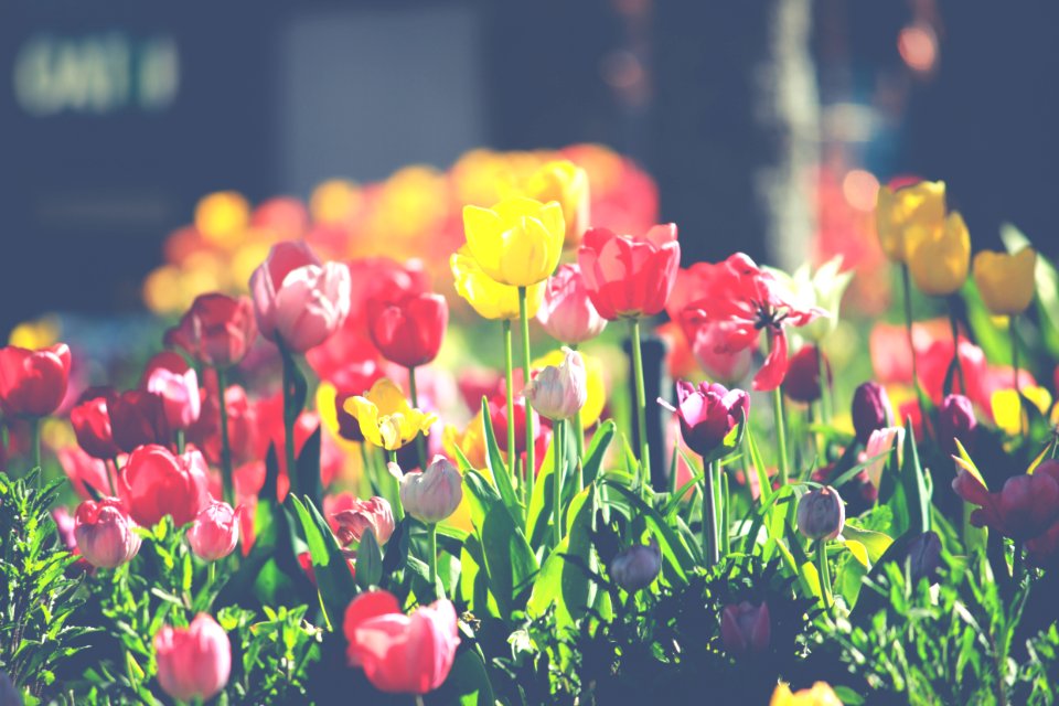 closeup photo of red and yellow flowers
