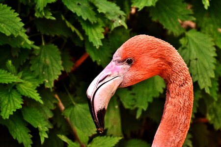 Bird colorful tierpark hellabrunn photo