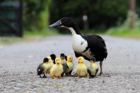 Runner duck bird farm