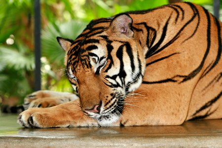 tiger sleeping on gray concrete surface photo