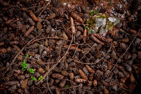 brown and grey pinecones lot photo