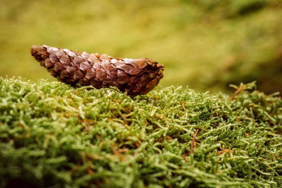 Green, Pine cone, Pine needle