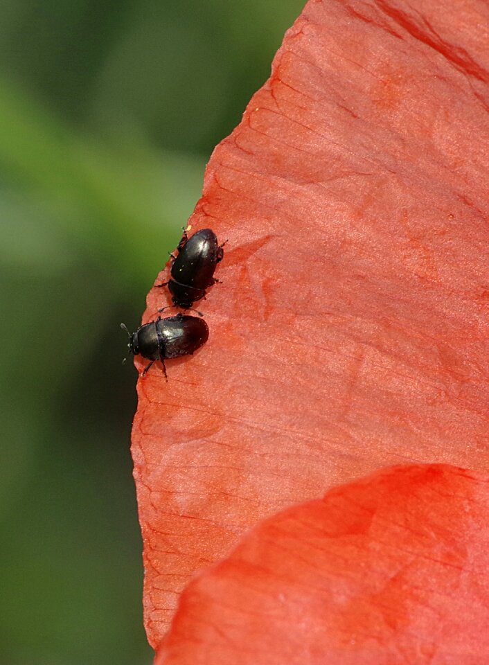 Flower poppy the interior of the