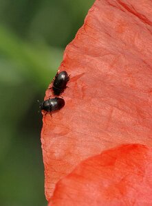 Flower poppy the interior of the