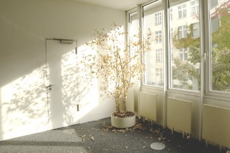 gray tree near the glass window