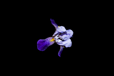 Art iris black