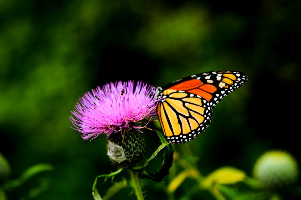 tilt-shift lens photography of butterfly on a pink flower