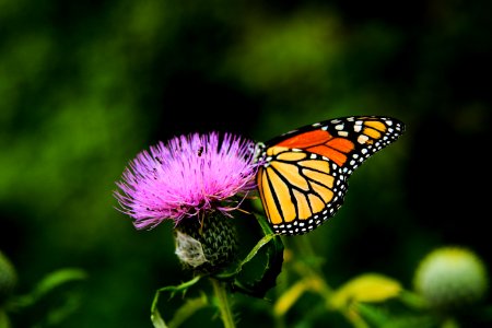 tilt-shift lens photography of butterfly on a pink flower