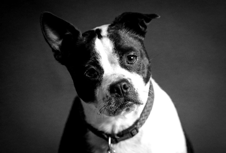 Dog, Kansas city, United states