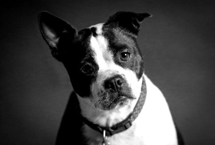 Dog, Kansas city, United states