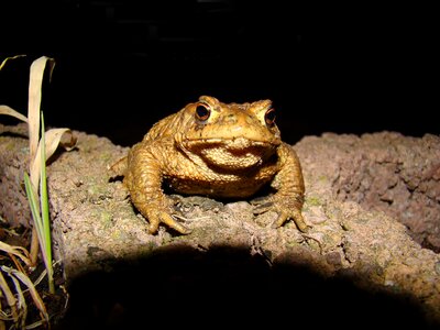 Nature animal amphibians