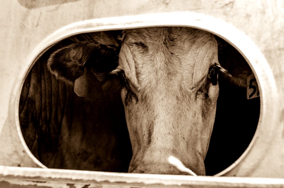 Country, Cows, Cattle