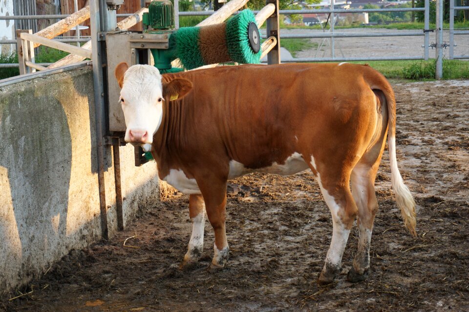 Animals agriculture beef