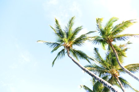 green coconut trees during daytime photo