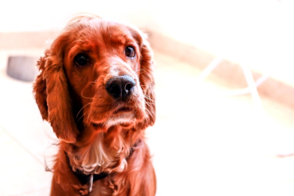 Friend, Doggy, Lovely